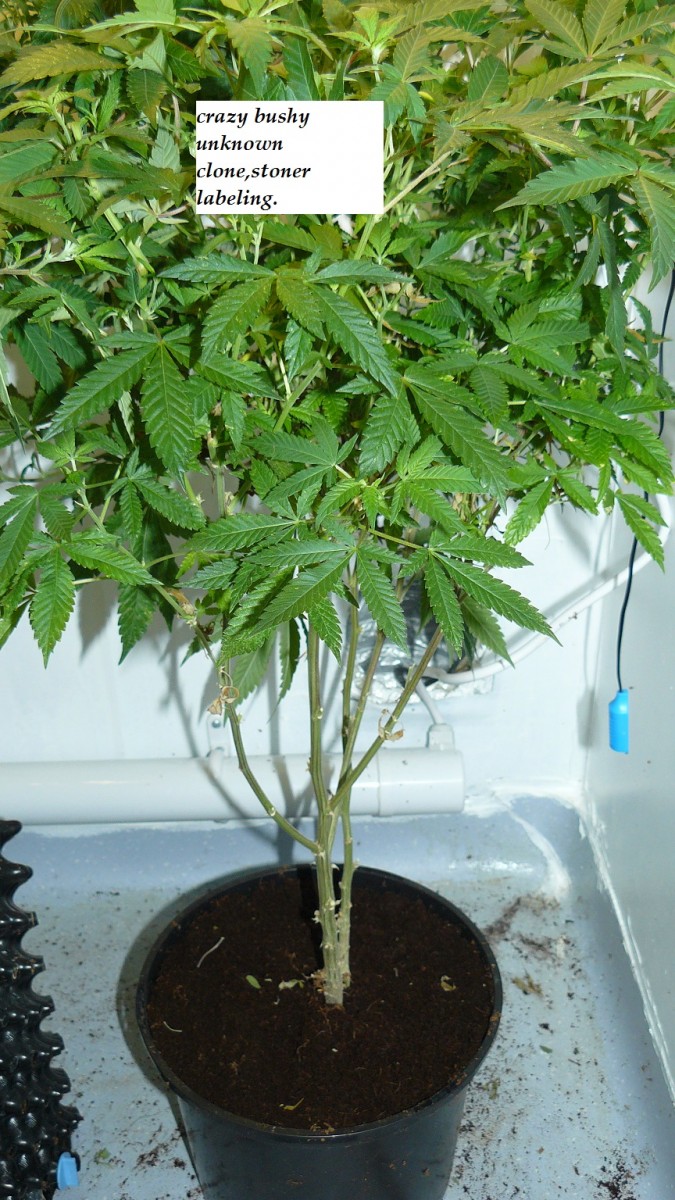 drobes the new start,finish 009