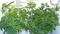 drobes the new start,finish 010