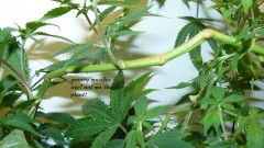 drobes the new start,finish 012