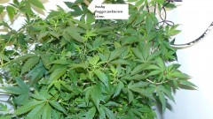 drobes the new start,finish 013