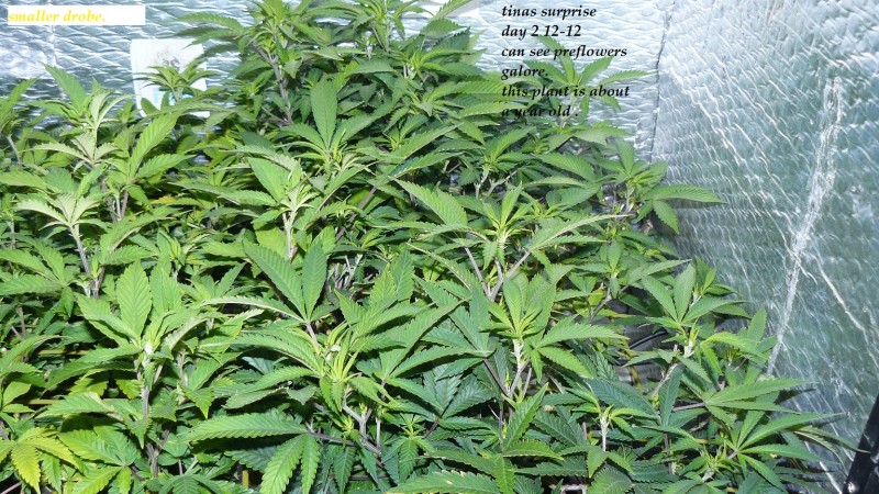 drobes the new start,finish 014