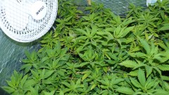 drobes the new start,finish 015