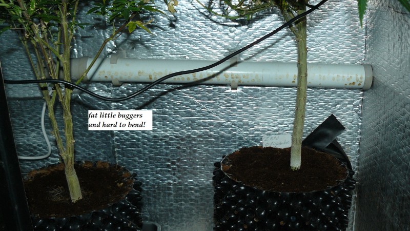 drobes the new start,finish 016