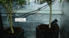 drobes the new start,finish 016