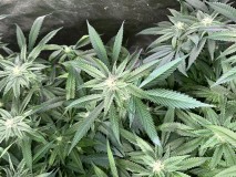 8F250C5C-1E89-44C6-801B-607CDA87F8EB