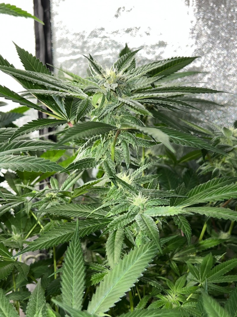 6C767567-BE3B-4806-AFEC-052447ECED95