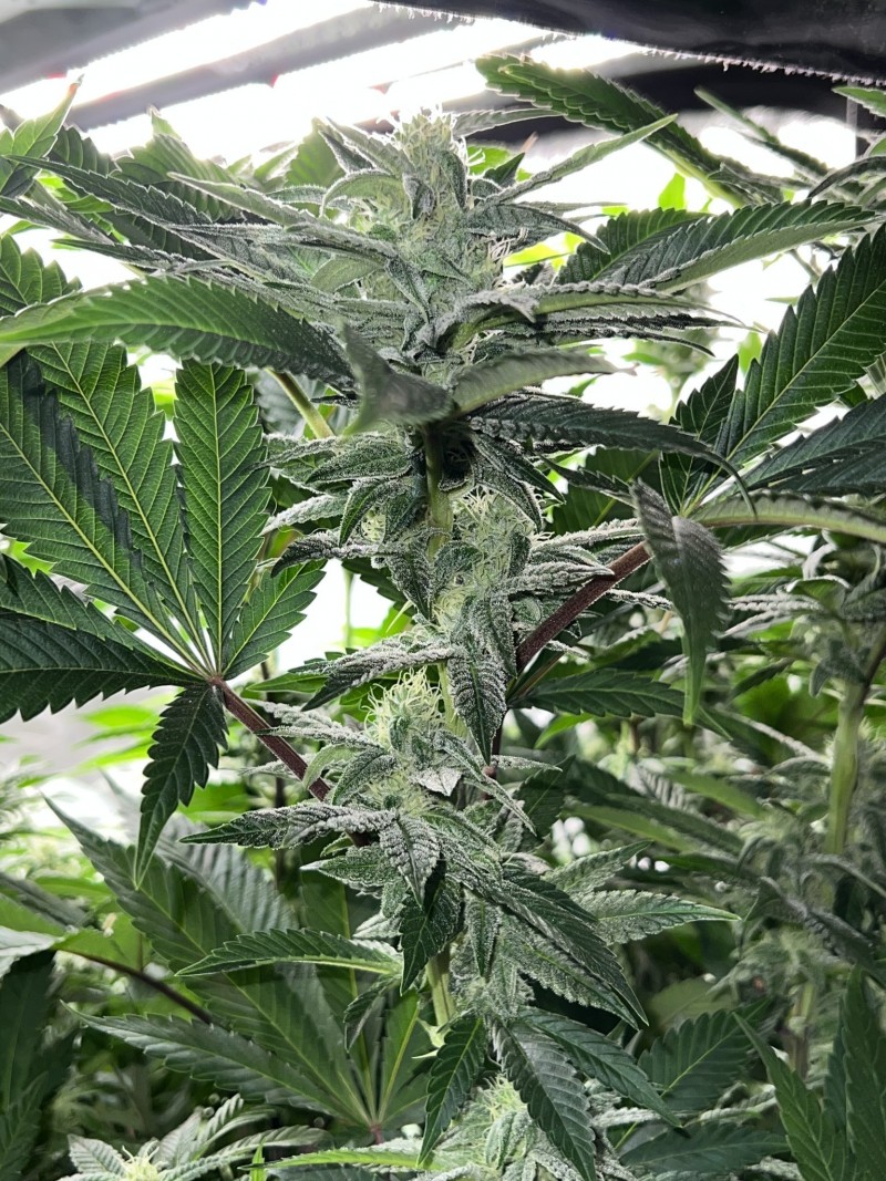 C7315906-0580-4286-9F4F-76D937C17ED5