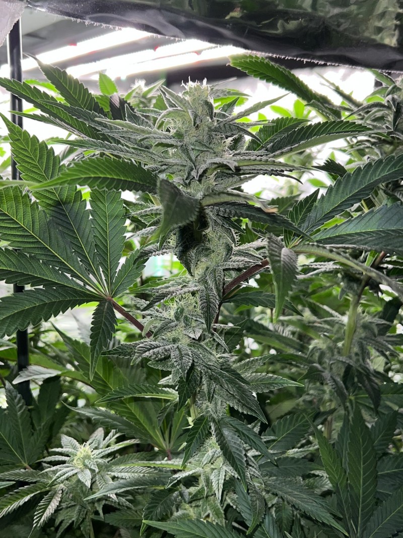 9B551AF5-FD62-43D7-91DC-F2F885A4DC44