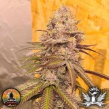 attitude-consciousgenetics-orangeruntzcake5_400x400