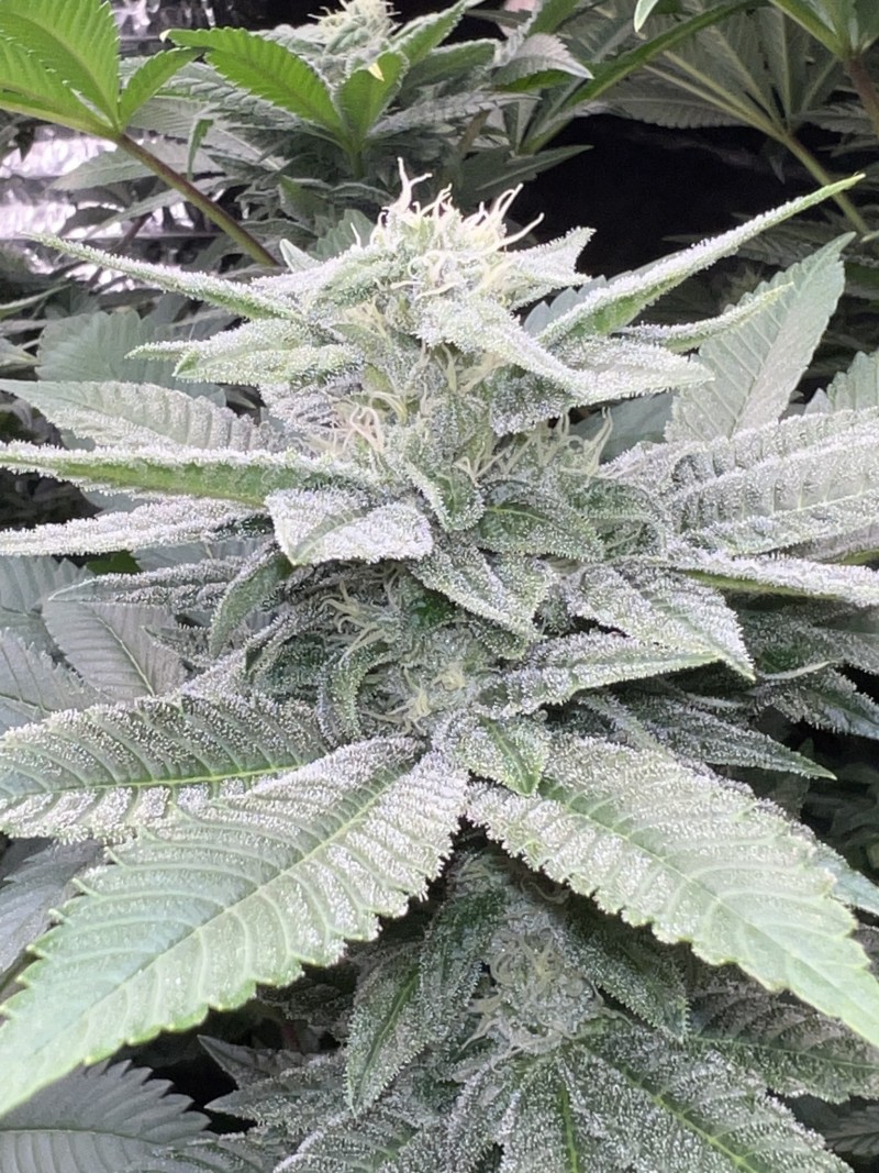 86E6F3E6-9B92-4981-9781-C61B53DB3557