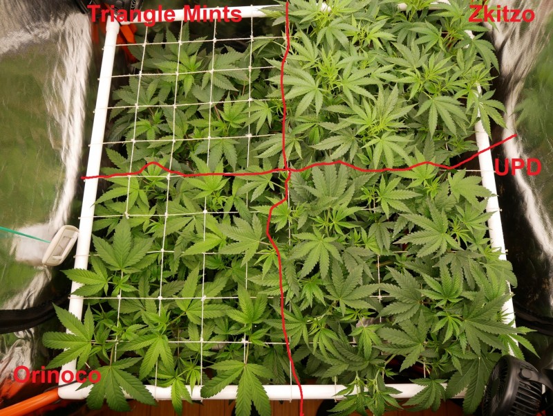 P1050069 strains