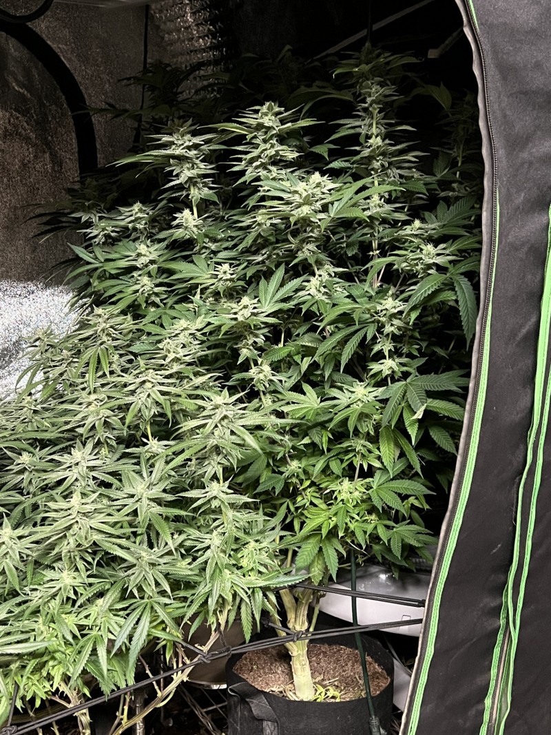 29D00CC9-9038-4CCB-B20B-D4244BDADB40