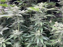 B3EA9B81-65D6-4D3C-80EE-CA692F5ADFAA