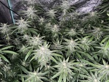 8A392DF5-3A76-4E28-8FCD-FD1CE0F4B514