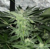 9B25D4EB-6338-4103-AE2D-D342DEA5174C