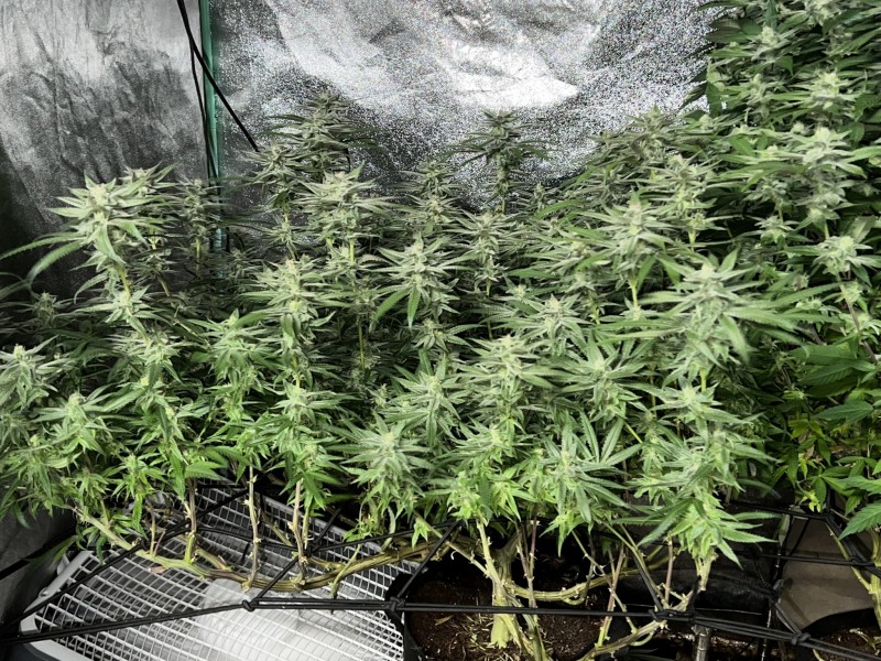 5F2D57BE-FE3D-4271-BD64-2D80602F6A2B