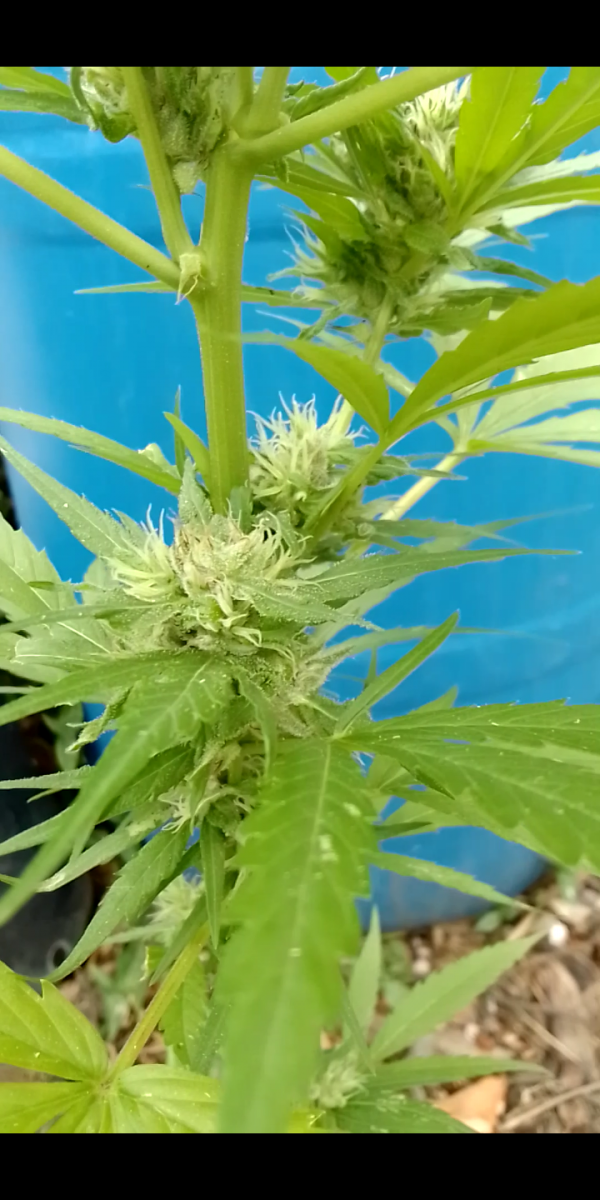 Screenshot_20230307-223032