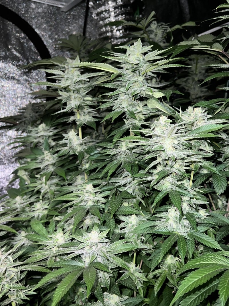 E91DB179-C7DF-403A-822E-5ECF19AA4089