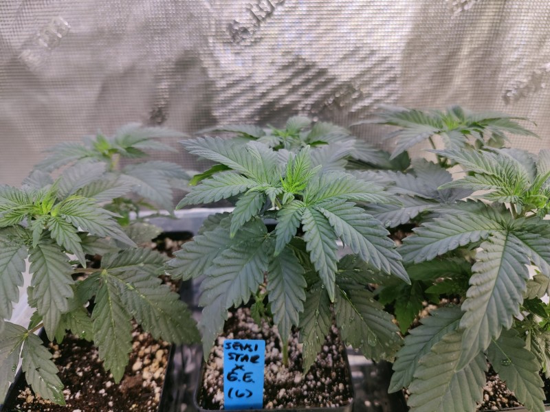 Sensi Star x Grape Earth