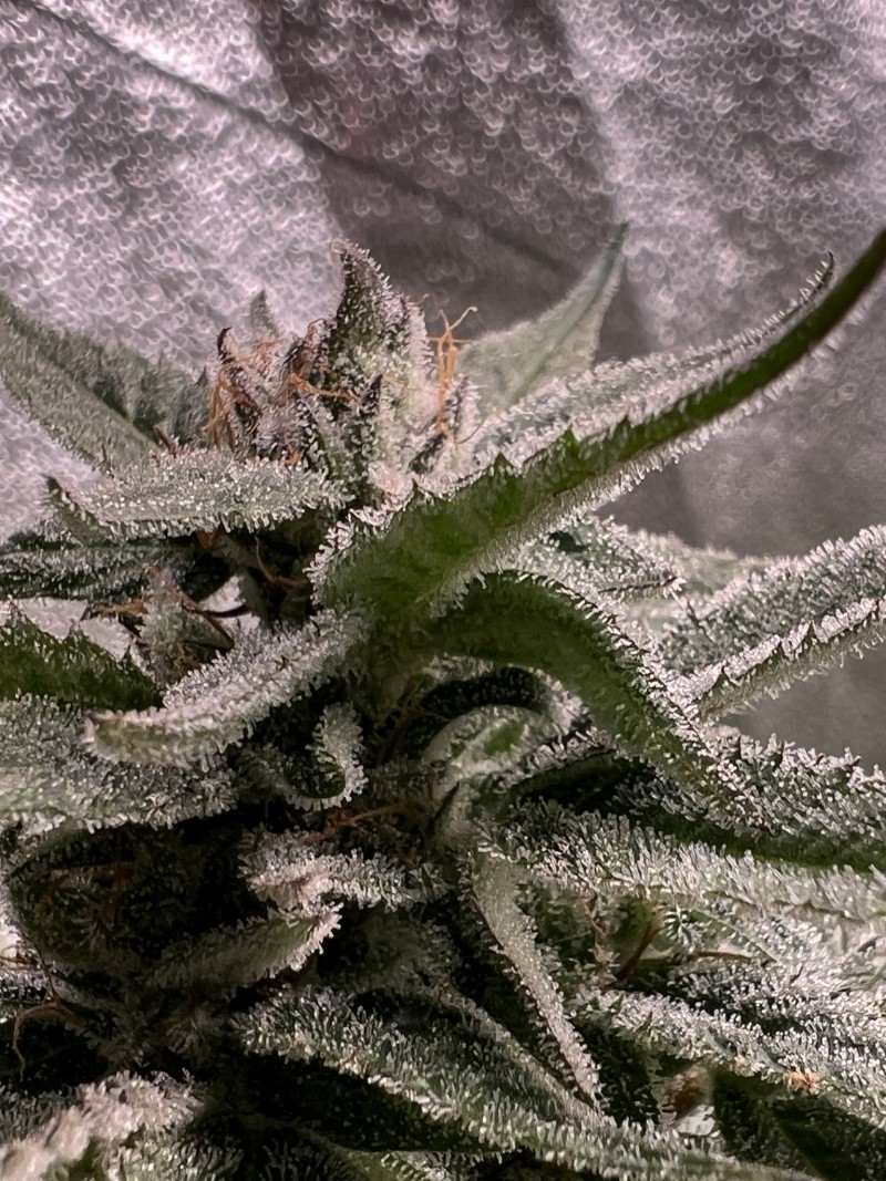 C6D6F3DD-E919-4D34-A33E-530D5E12B0F9