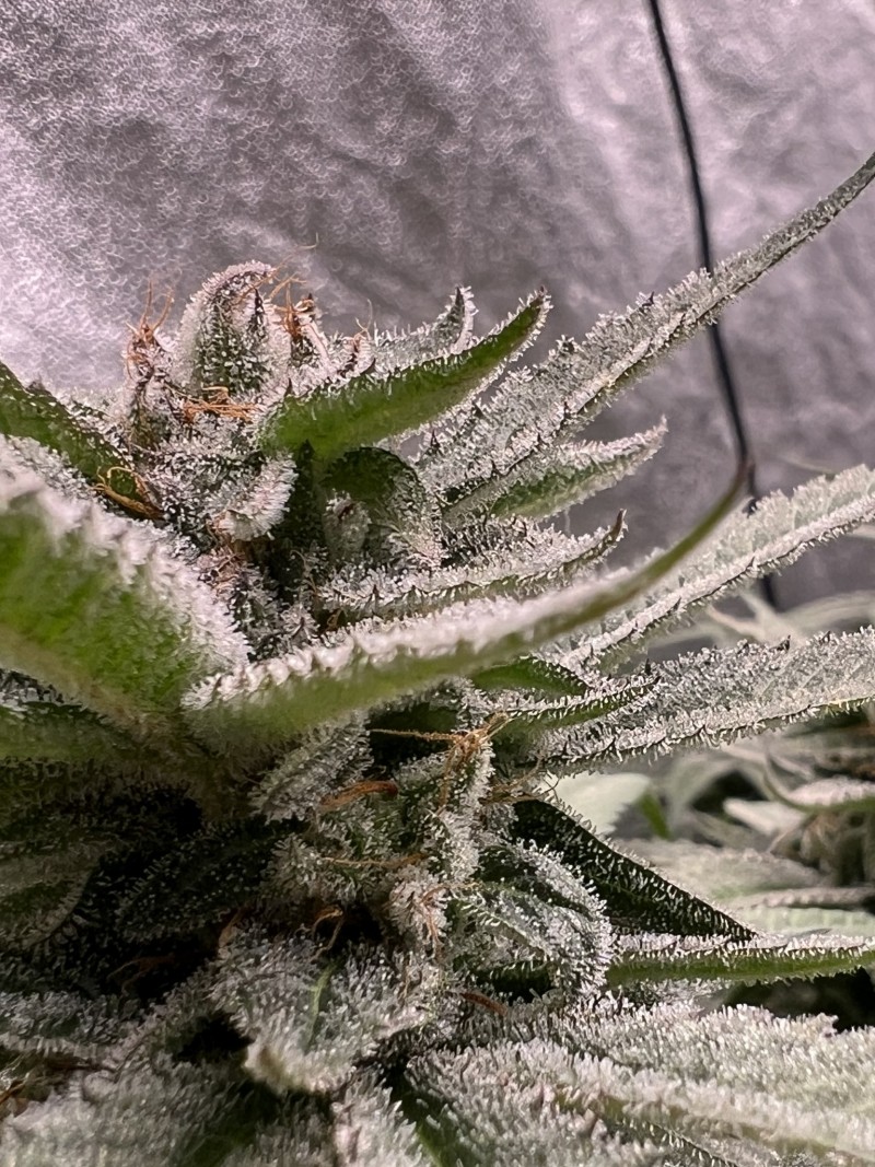 110D8C33-C609-43D5-B2A1-23AE7AFE469A