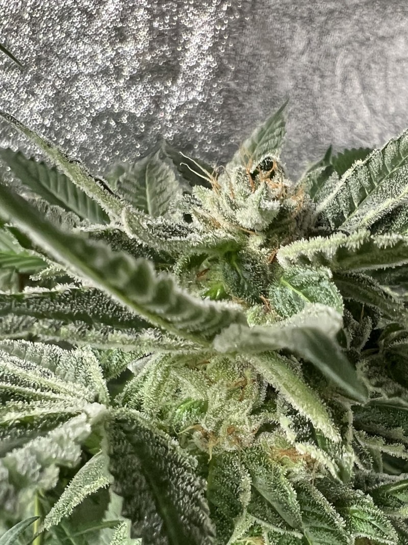 42D225CD-3E25-4A1C-8B84-86F8359A7C8B