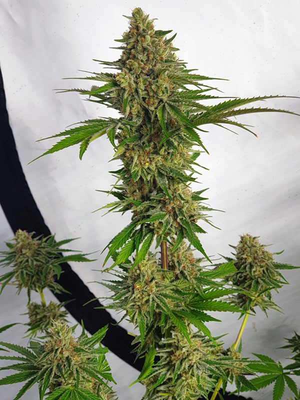 Zmoothiez_-_Orange_Nectar