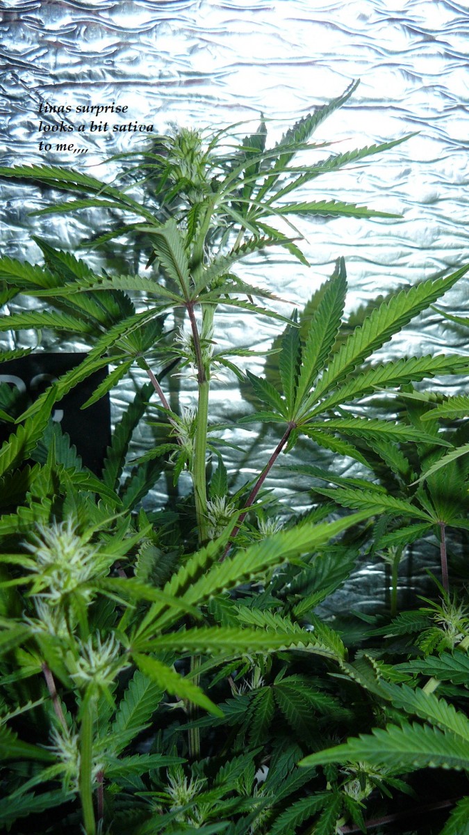 drobes back to old pc! 030