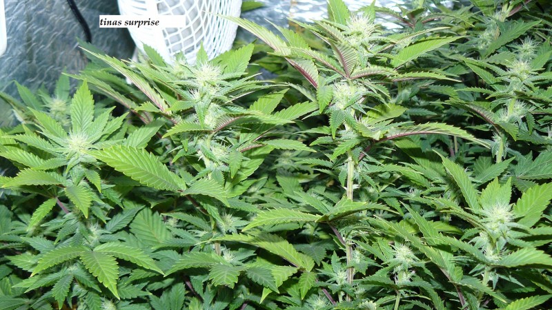 drobes back to old pc! 042