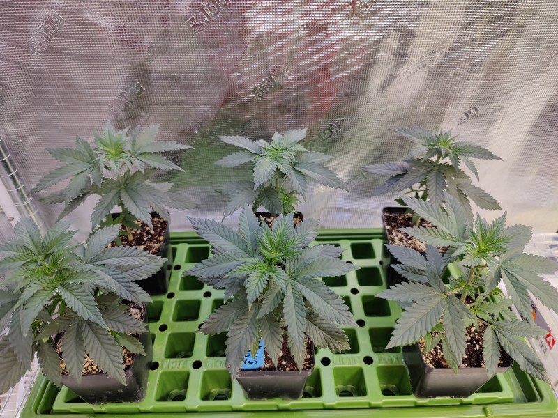 Sensi Star x Grape Earth