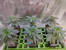 Sensi Star x Grape Earth