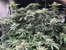 DCDE2C33-8483-4125-B377-25B8A6657C06