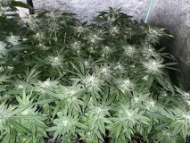 C8C984CD-1A65-477C-9999-A34BA0F45ED5