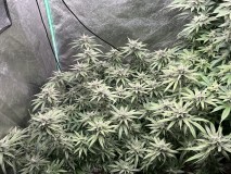 9F7CCD72-C2B7-4A71-ACC7-622FFBB9DBE5