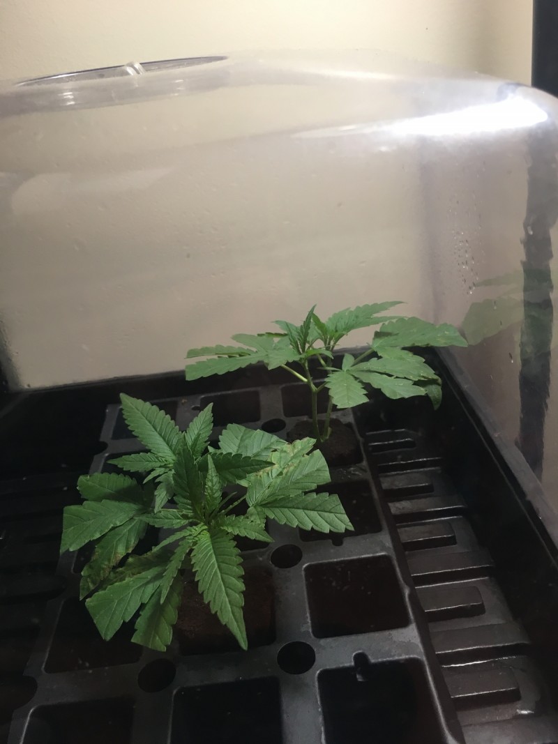 A0E3C6AC-D566-482A-A6EC-CCC9F0D704A4