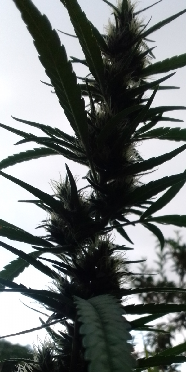 Screenshot_20230319-180032