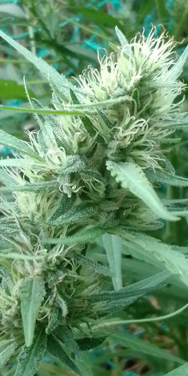 Screenshot_20230319-175507