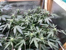 4C2A9854-7701-48F9-B49E-B2C9B7A6970F