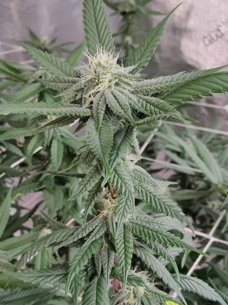 Sour Banana Cookies x Farmers Fire