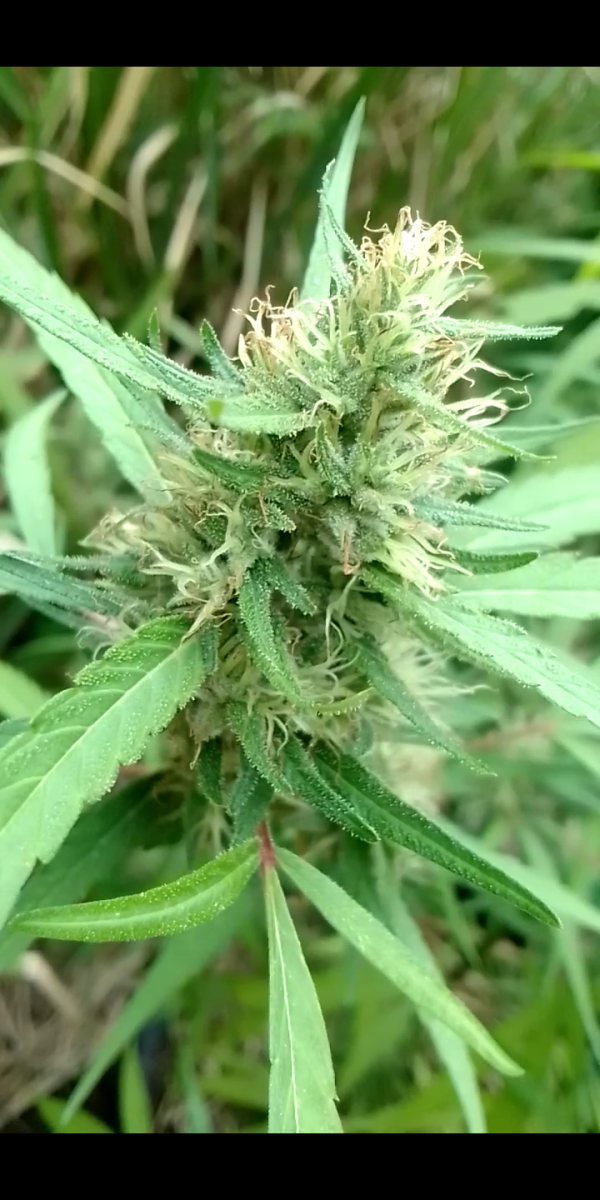 Screenshot_20230323-174143