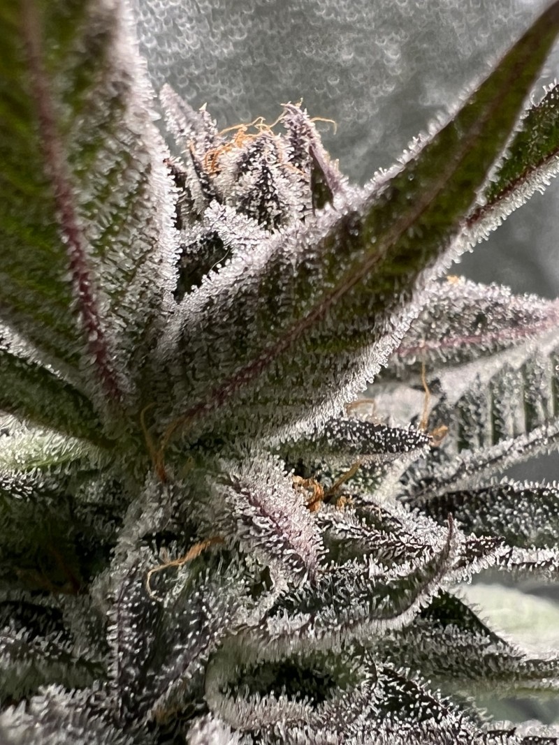 4D36A96E-C19F-467B-81AE-6122AD5AC0A5