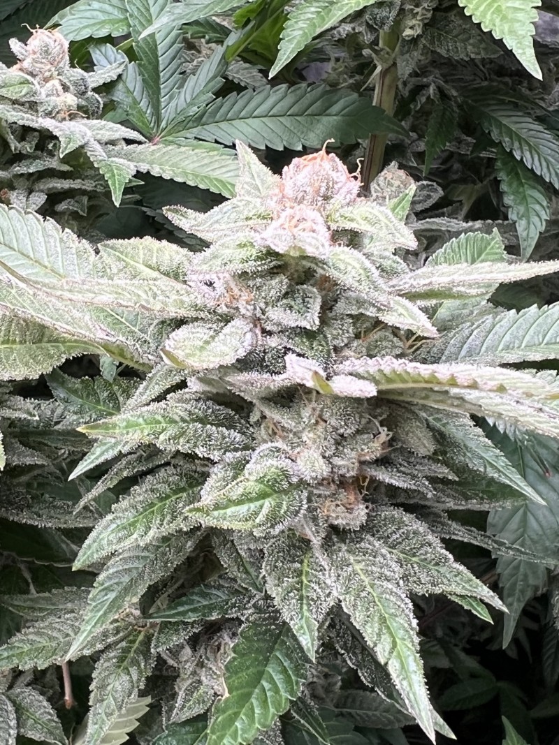 AE15FACF-87E9-4232-82CE-275BF691072F