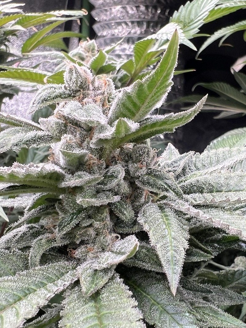 FA28E5C2-6201-4403-88F4-1589AFB79B8C