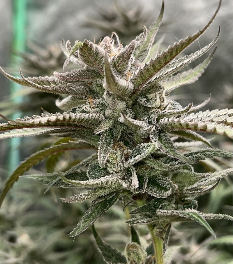 91B778B5-23F1-4675-B198-B0FFC56B38D6