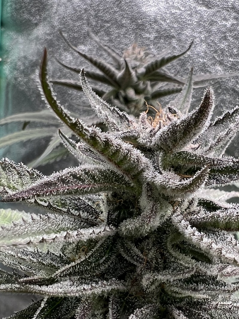 CBCF2F9E-769C-4CDE-AE7A-F82F4A79955A