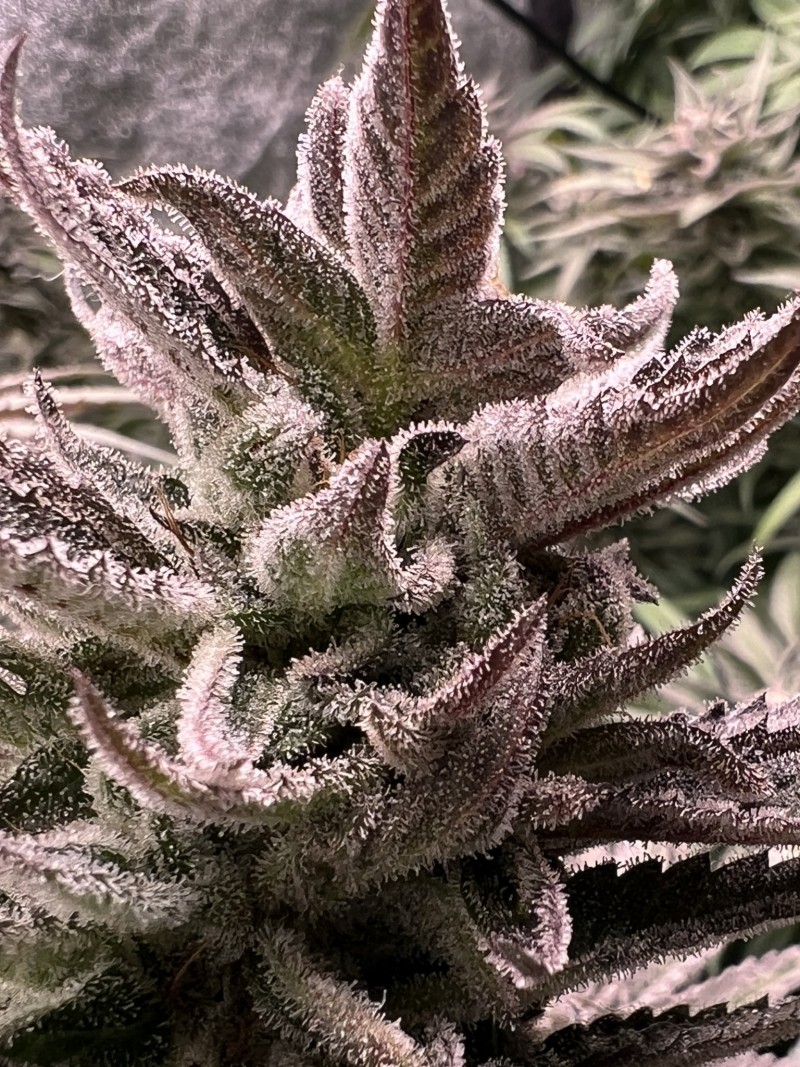 52F71466-8F6C-417F-8AD6-28B9335E2FF2