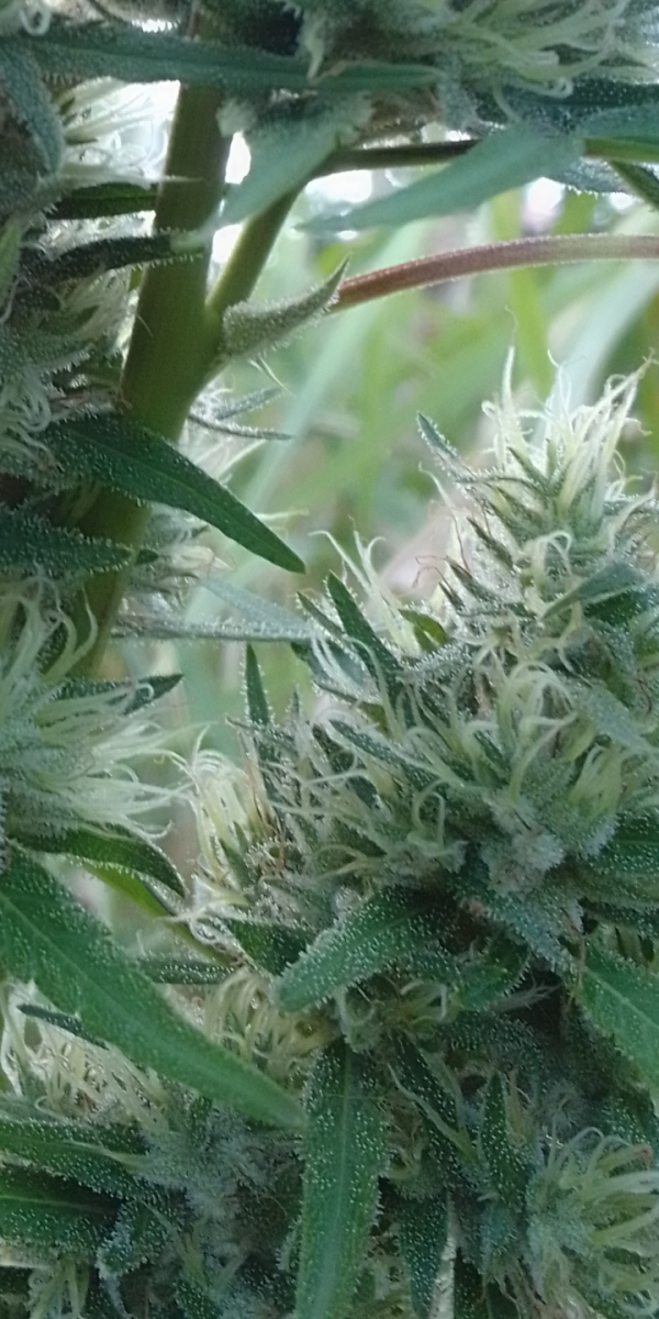 Screenshot_20230326-171707