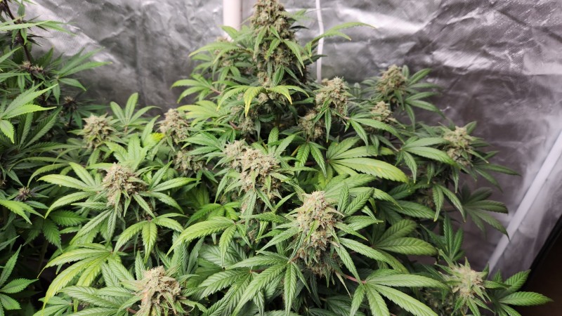 16799271794917191857630231734009