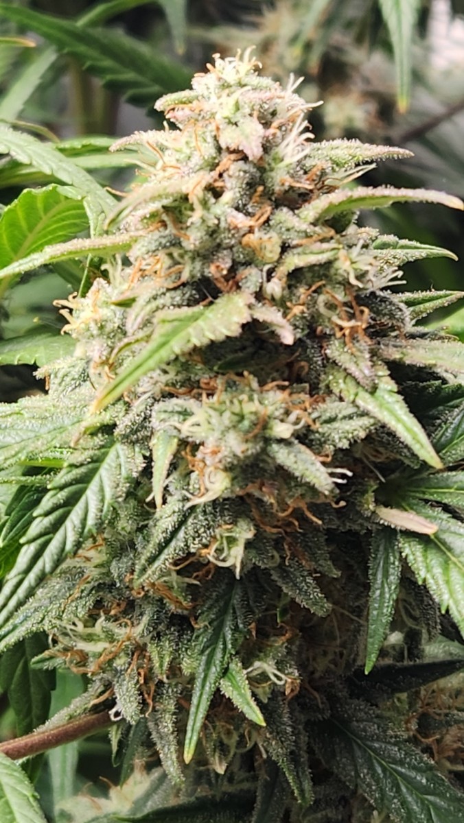 16800126791133960636648775647472