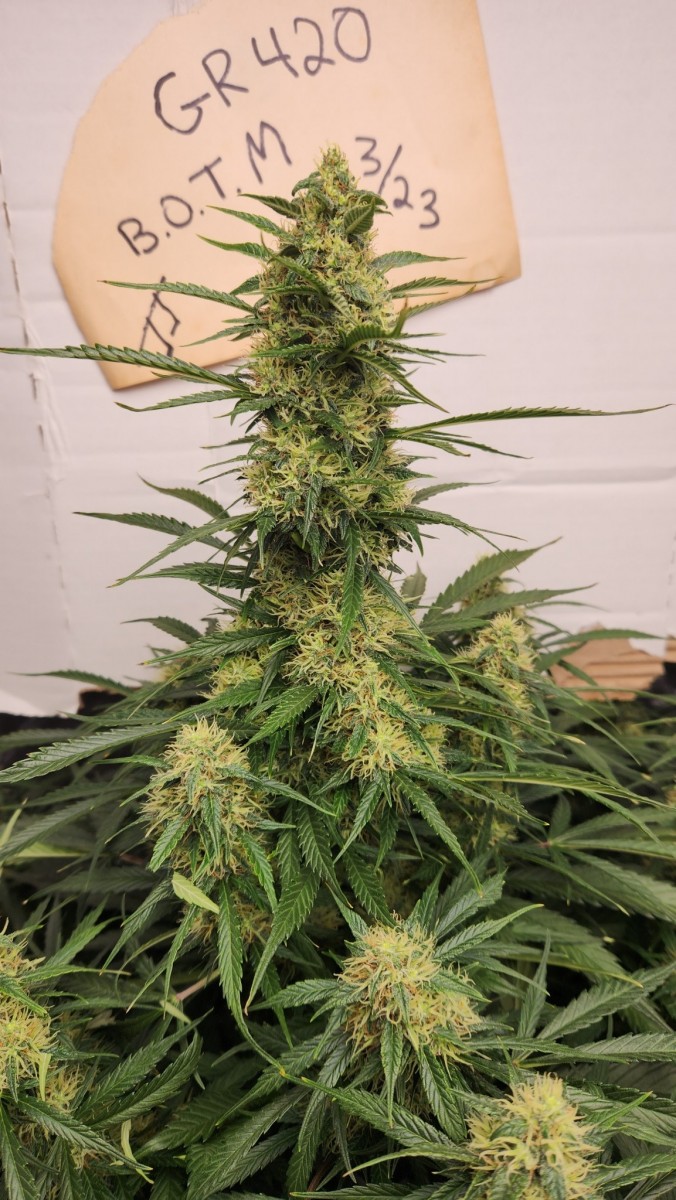 16801240979292454454115176726988